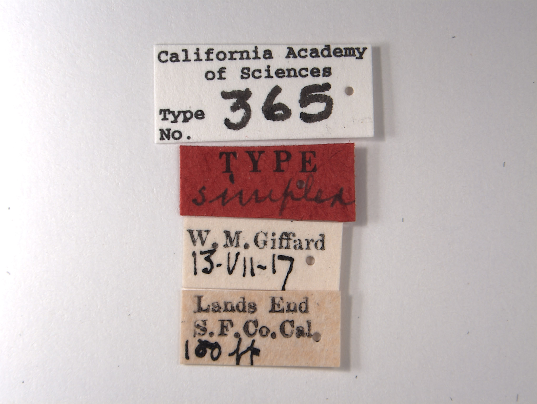 Memnonia simplex image